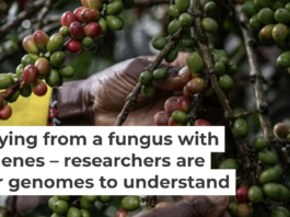 Coffee farming is critical to the economies of several African countries. Wang Guansen/Xinhua via Getty Images